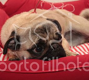 Porto Filhote Pet Shop e Veterinária  photo 9