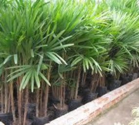 SNA Paisagismo photo 6