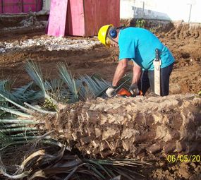  La Motta Plantio e Transplante de Árvores photo 4