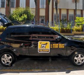 Taxi Animal  photo 2