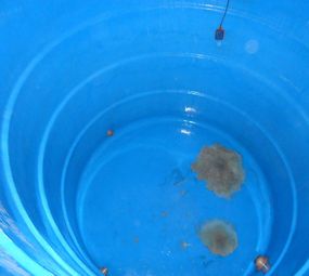 Insetsinos Imunizadora photo 6