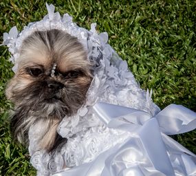 Patas e Brilhos Fantasias Pet Photo 1