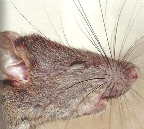 Imunizadora Renck photo 7