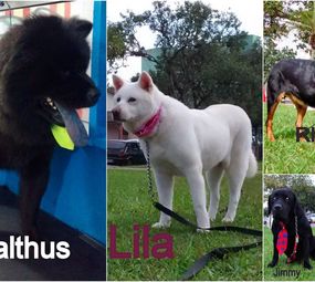 Guardião Pet Shop photo 8