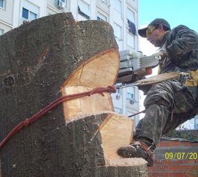  La Motta Plantio e Transplante de Árvores photo 6
