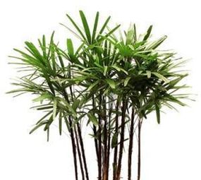 SNA Paisagismo photo 9