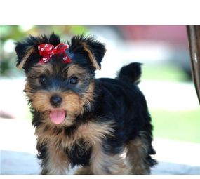 Cantinho do Pet photo 4