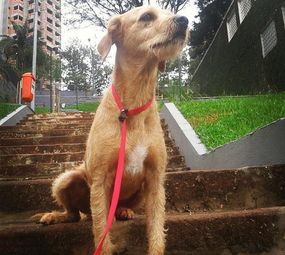 Smart Dog's Adestramento de Cães  photo 6