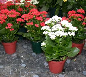 SNA Paisagismo photo 8