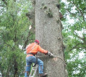  La Motta Plantio e Transplante de Árvores photo 1