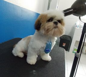 Pet's Place photo 10