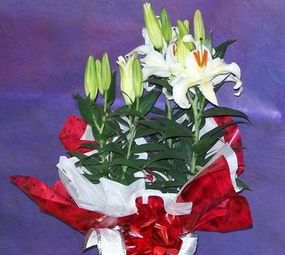 Floricultura Flor do Oriente photo 8