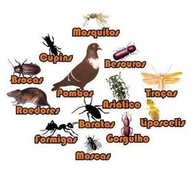 Desentupidora e Dedetizadora RS photo 7