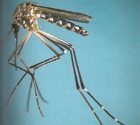 Imunizadora Renck photo 5