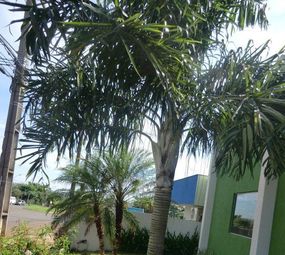 Ciqueira Jardinagem e Paisagismo   photo 1