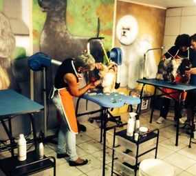 Centro Estético Animal Pierre Mancio photo 7