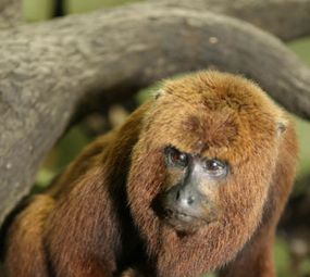 Bosque Capão da Imbuia/Museu de História Natural photo 3
