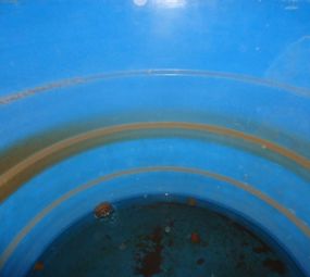 Insetsinos Imunizadora photo 5