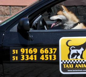 Taxi Animal  photo 5