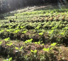 Tempero do Sul photo 7