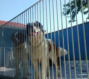 Donato Hotel para Cães