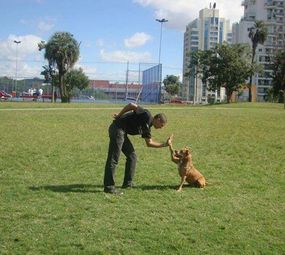 Adestramento Velasques - Terapia Comportamental photo 1